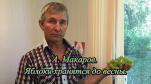 А. Макаров. Яблоки хранятся до весны.