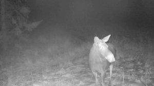 Фото ловушка