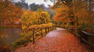 UK, A Calming Autumn Rain Walk for Deep Focus | Heavy Rain Sounds & Fall Ambience