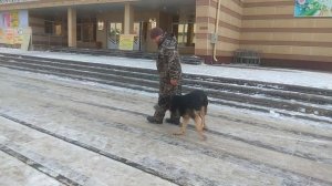 Дрессировка восточно-европейской овчарки. Кинолог Игорь Алтайский.