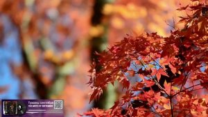 Туманы сентября