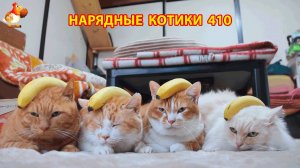 Нарядные Котики расслабляются на солнышке 🌞 🐈🐈🐈 (410)