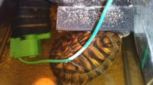 🐢 Красноухие 🐢  черепахи 🐢 24 декабря 2025 умная колонка Маруся рассказывает анекдоты