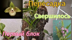 Моя первая посадка орхидеи на блок!Перевалка онцидиумТвинкли и многодетного пафиопедилума!