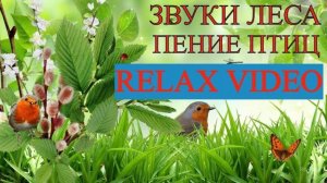 Пение птиц, звук воды. Звуки леса для сна и отдыха.  Звуки которые лечат. Релакс видео.