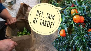 Прибыла та самая посылка с отмороженными деревьями цитрусов! Тревожная распаковка: как доехали?!