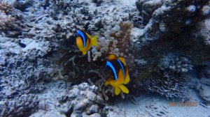 Grand Rotana 12.2025 риф проморолик