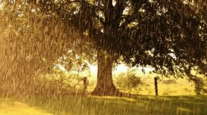 Благодатный  дождь. (стих в прозе)