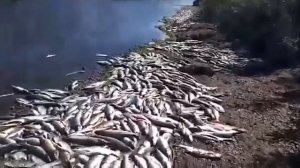 Кто там ещё заступался за браконьеров