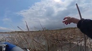 Ловля крупного карася и сазана на удочку с поплавком. Рыбалка в спокойном месте.