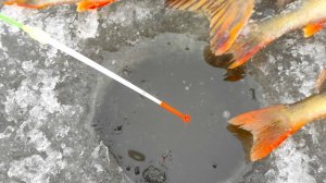 ТРОФЕЙНАЯ ЛУЖА... ПЕРВЫЙ ЛЁД В КОЛХОЗНОМ ПРУДУ!! ЩУКА НА ЖЕРЛИЦЫ, ОКУНЬ НА МОРМЫШКУ