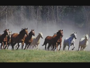 Ой вы кони, мои кони .