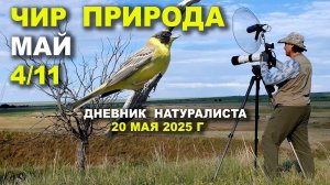 Природа Чира. 20 мая 2025 г.