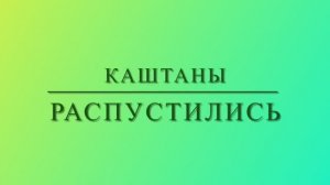 Каштаны распустились. Красота! / Архив от 29.05.2021