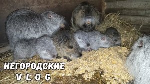 НУТРЯТА уже едят кашу, а мы вздохнули с облегчением. 18.12.25