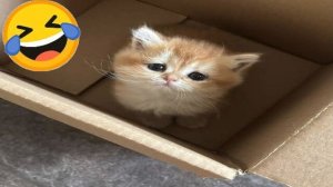 Смешные коты и собаки 🥰 Самые милые и забавные провалы!