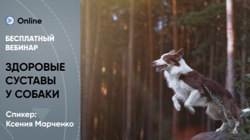 Бесплатный вебинар «Здоровые суставы и успешная реабилитация: как вернуть собаке радость движения» смотреть онлайн