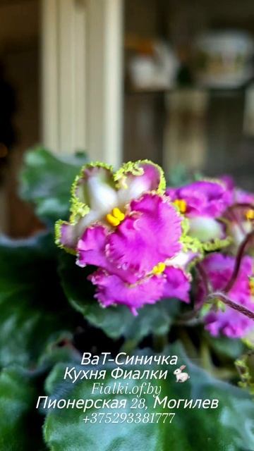 ВаТ-Синичка у нас живёт уже очень давно и каждое ее цветение  это невероятное зрелище! Уникальные цв смотреть онлайн