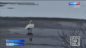 Судьбой одинокого лебедя обеспокоены рыбаки Володарского округа