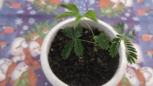 Как подросла Мимоза стыдливая Кампина и особенности развития