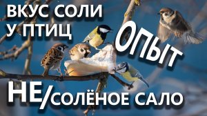 Несолёное и солёное сало для птиц – что можно, а что нельзя?