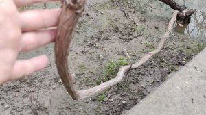 Формировка кустов винограда для плодоношения и укрытия!!!🍇🍇Telegram, WhatsApp и Vlber +79528500417