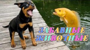 Забавные животные которые вас рассмешат (2025)