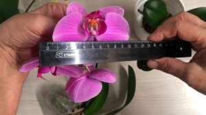 Стоит ли покупать орхидеи на маркетплейс Обзор 3х орхидей купленных в сентябре