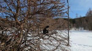 Кот на дереве