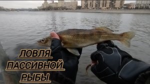 КОЧЕГАРЮ ПАСИВ!)РЫБАЧУ НА МОСКВЕ РЕКЕ СПИННИНГ