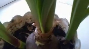 Комнатная лилия. Посадка и уход