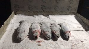 итоговый улов форели