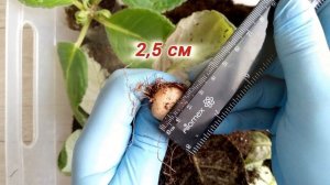 Внеплановая отправка глоксиний на отдых. Процесс сбора клубней. Конец декабря