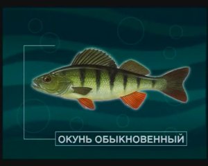 Какого размера живца и в какое время предпочитает Обыкновенный окунь — Perca fluviatilis ?