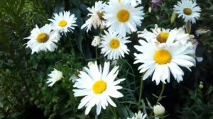 КАК ЛУЧШЕ ВЫРАСТИТЬ САДОВУЮ РОМАШКУ. ВЫРАЩИВАНИЕ ИЗ СЕМЯН