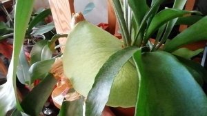 "Оленьи рожки"- платицериум  Бифурк