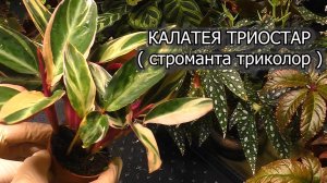 КАЛАТЕЯ ТРИОСТАР (Строманта триколор). Деление и пересадка. Калатея в домашних условиях.