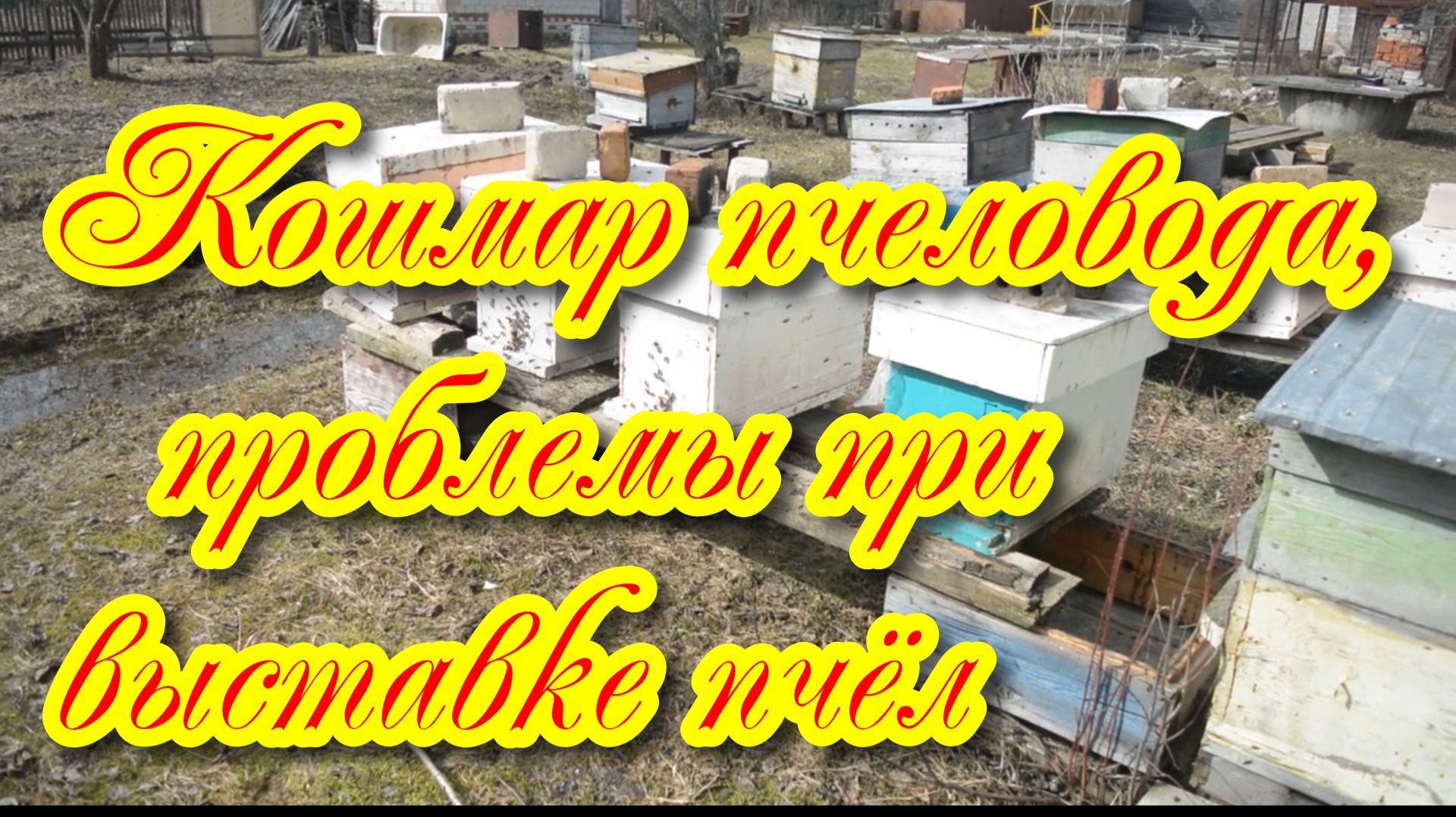 Кошмар пчеловода самые частые проблемы при выставке пчёл смотреть онлайн