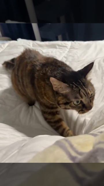 Тореадорчик