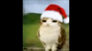 ДЛЯ ФАНАТОВ MEOWL😻😹😽🐈😿😼🙀😸😾🐱😺🐈⬛