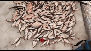 Ночная рыбалка на Кие. Отвел душу...