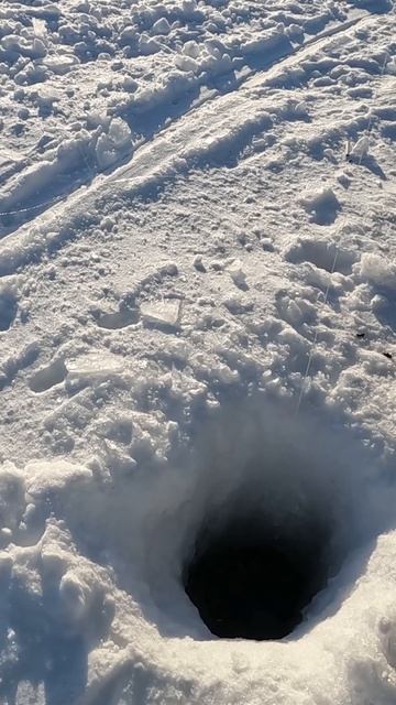 Голец арктический смотреть онлайн