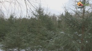 Елки и сосны Серпухова под усиленным контролем инспекторов