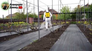 Антракноз на винограднике - Как лечить_