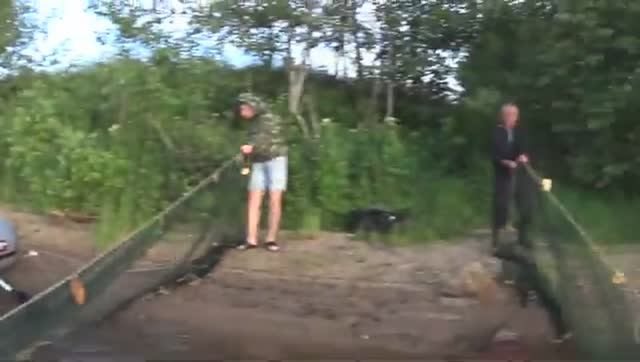 Феноменальный Заброс Невода.Прямо у своей бани! Тянули Рыбу Все кто был. смотреть онлайн