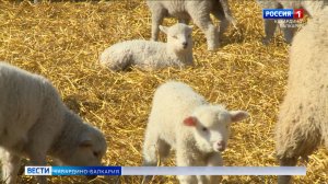 За 11 месяцев 2025 года в КБР значительно выросло производство мяса мелкого рогатого скота