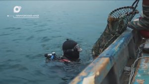 Разведка блогом / Добыча гребешка / 23.12.25