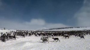 красоты камчатки