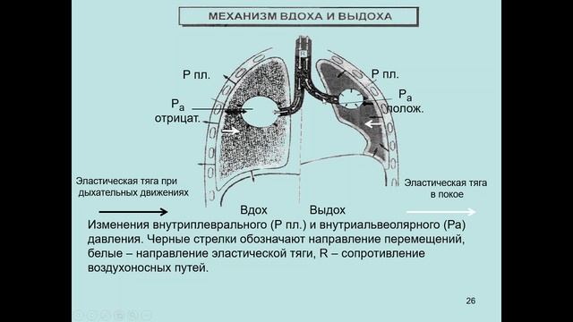 Биофизика дыхания Часть 2