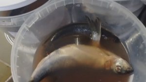 СВЕТОФОР _ Что купить а что не стоит❗Что дешевле что не очень 🤔